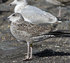juvenile LBBG, ringed in the Netherlands.
