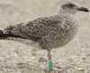 1cy argenteus in August, ringed in Belgium. (90559 bytes)