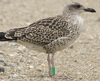 1cy argenteus in August, ringed in Belgium. (90559 bytes)