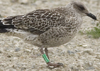 1cy argenteus in August, ringed in Belgium. (90559 bytes)