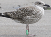 1cy argenteus in August, ringed in Belgium. (90559 bytes)
