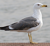 juvenile LBBG in October, ringed in Norway. (131273 bytes)