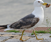 juvenile LBBG in October, ringed in Norway. (131273 bytes)