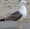 juvenile LBBG in October, ringed in Norway. (131273 bytes)