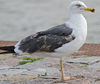 juvenile LBBG in October, ringed in Norway. (131273 bytes)