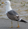 juvenile LBBG in October, ringed in Norway. (131273 bytes)