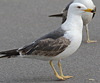 juvenile LBBG in October, ringed in Norway. (131273 bytes)