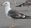 juvenile LBBG in October, ringed in Norway. (131273 bytes)