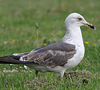 juvenile LBBG in October, ringed in Norway. (131273 bytes)
