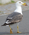 juvenile LBBG in October, ringed in Norway. (131273 bytes)