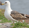 juvenile LBBG in October, ringed in Norway. (131273 bytes)