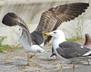 juvenile LBBG in October, ringed in Norway. (131273 bytes)