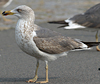 juvenile LBBG in October, ringed in Norway. (131273 bytes)