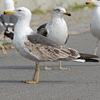 juvenile LBBG in October, ringed in Norway. (131273 bytes)