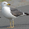 juvenile LBBG in October, ringed in Norway. (131273 bytes)
