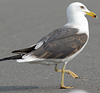 juvenile LBBG in October, ringed in Norway. (131273 bytes)