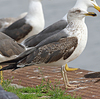 juvenile LBBG in October, ringed in Norway. (131273 bytes)