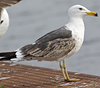 juvenile LBBG in October, ringed in Norway. (131273 bytes)