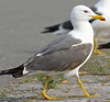 juvenile LBBG in October, ringed in Norway. (131273 bytes)