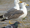 juvenile LBBG in October, ringed in Norway. (131273 bytes)