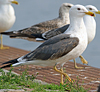 juvenile LBBG in October, ringed in Norway. (131273 bytes)