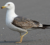 juvenile LBBG in October, ringed in Norway. (131273 bytes)