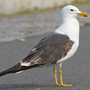 juvenile LBBG in October, ringed in Norway. (131273 bytes)