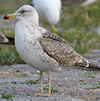 juvenile LBBG in October, ringed in Norway. (131273 bytes)