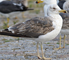 juvenile LBBG in October, ringed in Norway. (131273 bytes)