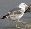 juvenile LBBG in October, ringed in Norway. (131273 bytes)