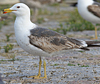 juvenile LBBG in October, ringed in Norway. (131273 bytes)