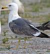 juvenile LBBG in October, ringed in Norway. (131273 bytes)