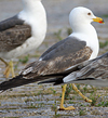 juvenile LBBG in October, ringed in Norway. (131273 bytes)