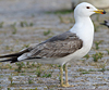 juvenile LBBG in October, ringed in Norway. (131273 bytes)
