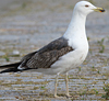 juvenile LBBG in October, ringed in Norway. (131273 bytes)