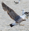 juvenile LBBG in October, ringed in Norway. (131273 bytes)