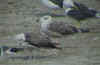 2cy LBBG in August, ringed in the Netherlands. (52144 bytes)