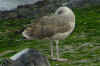 2cy LBBG in August, ringed in Belgium. (98089 bytes)