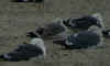 LBBG intermedius in August, ringed in Norway. (71012 bytes)