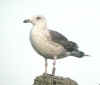 LBBG intermedius in August, ringed in Norway. (39271 bytes)