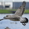 4241cy1pale.jpg (65027 bytes)