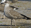 4241cy1pale.jpg (65027 bytes)