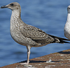 4241cy1pale.jpg (65027 bytes)