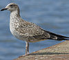 4241cy1pale.jpg (65027 bytes)
