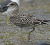 4241cy1pale.jpg (65027 bytes)