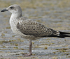 4241cy1pale.jpg (65027 bytes)
