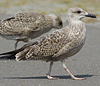 4241cy1pale.jpg (65027 bytes)
