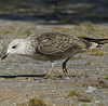 juvenile LBBG in September, ringed in Norway. (73485 bytes)
