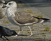 juvenile LBBG in September, ringed in Norway. (73485 bytes)