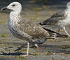 juvenile LBBG in September, ringed in Norway. (73485 bytes)